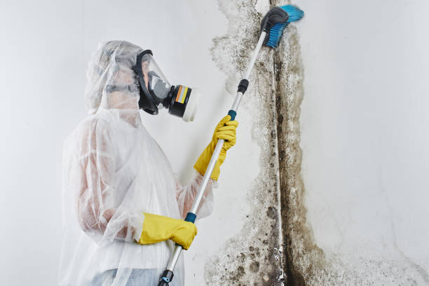 Best Toxic Mold Removal  in West Ocean City, MD