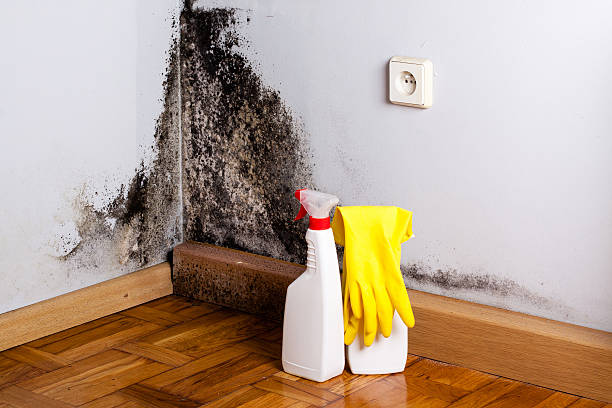 Mold Testing and Removal in West Ocean City, MD